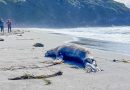 Enfermedad mata a gran número de focas y leones marinos en Humboldt